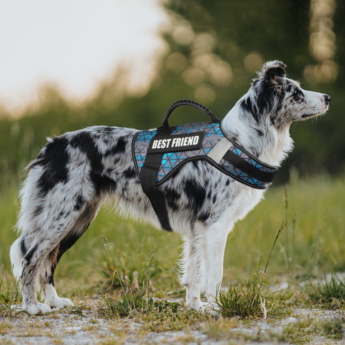 Custom Dog ID Tags For Harness - огляд і ціна Sewing Labels